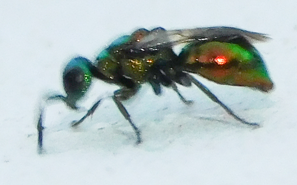 Chrysididae - fémdarazsak