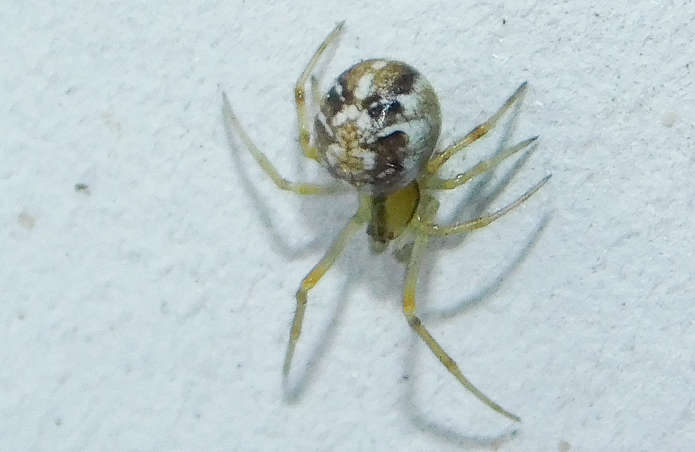 Phylloneta