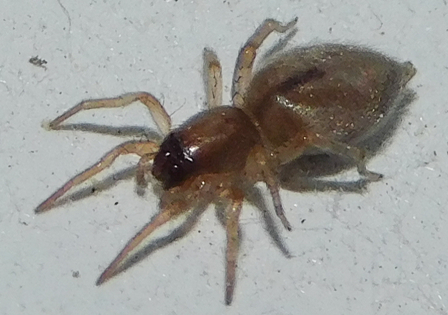Clubiona