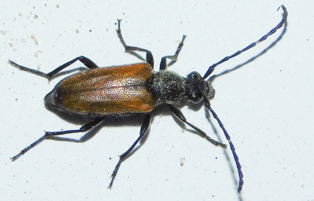 Stictoleptura maculicornis - tarkacsápú virágcincér
