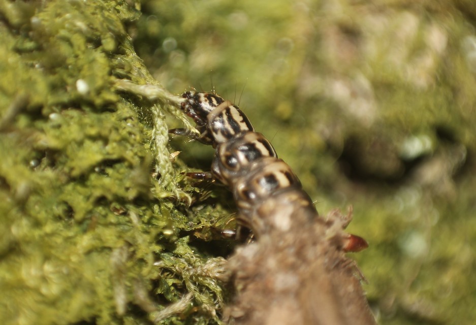 Canephora hirsuta - kormos zsákhordólepke