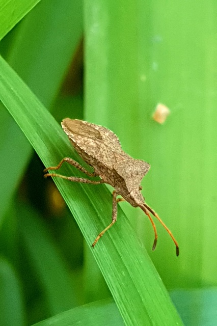 Coreus marginatus - közönséges karimáspoloska