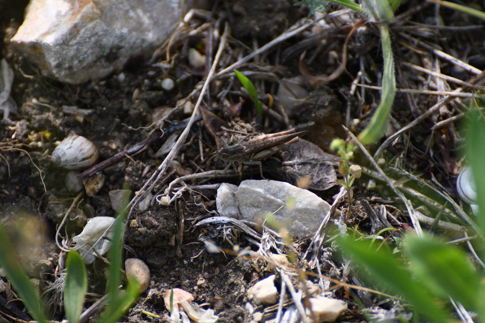 Chorthippus brunneus - közönséges tarlósáska