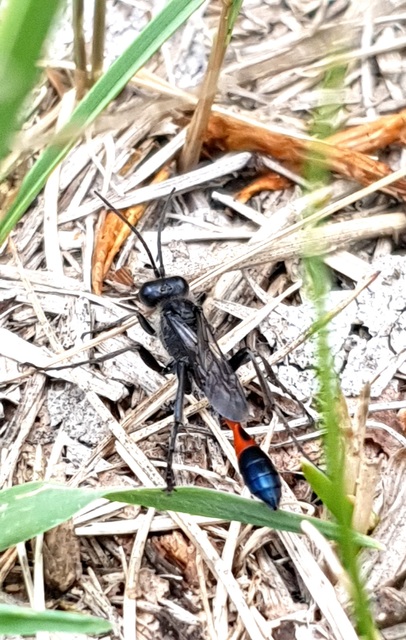 Ammophila sabulosa - homoki hernyóölődarázs