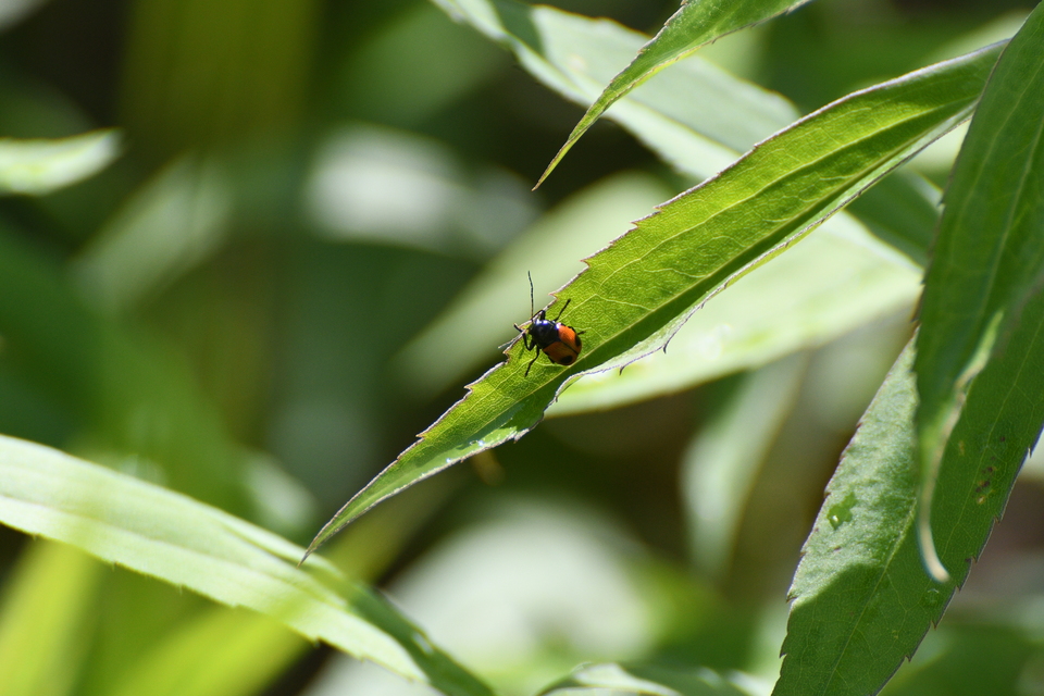 Cryptocephalus bipunctatus - kétpettyes zömökbogár