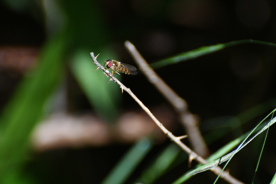 Episyrphus balteatus - ékfoltos zengőlégy Episyrphus balteatus - ékfoltos zengőlégy