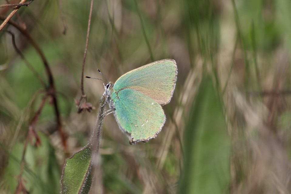 Callophrys rubi - zöldfonákú lepke