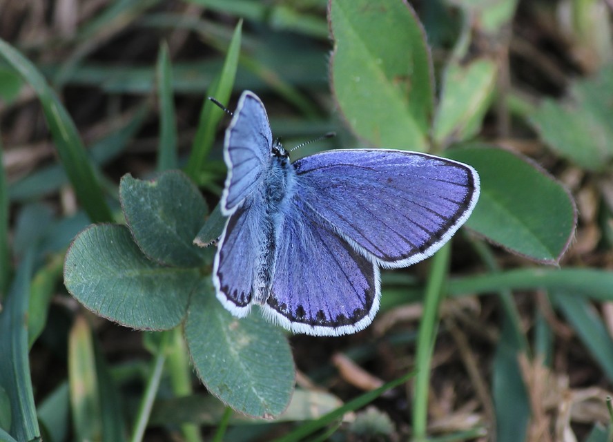 Plebejus argyrognomon - tintakék boglárka