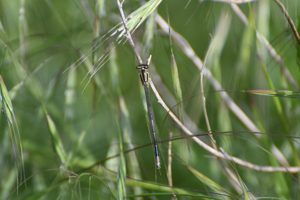 Coenagrion scitulum - mediterrán légivadász