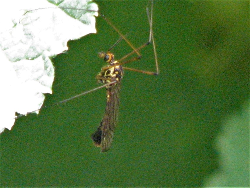 Nephrotoma