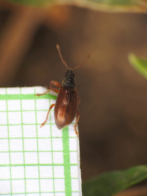 Phyllobius oblongus - közönséges levélormányos