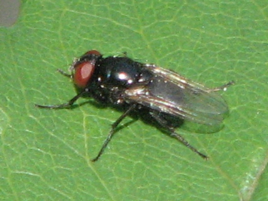 Muscidae - igazi legyek