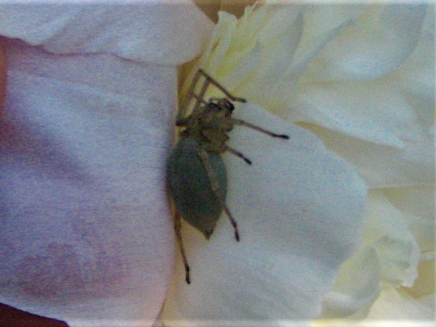 Cheiracanthium