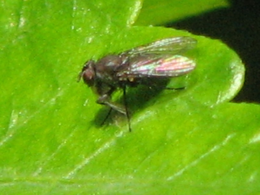 Coenosia