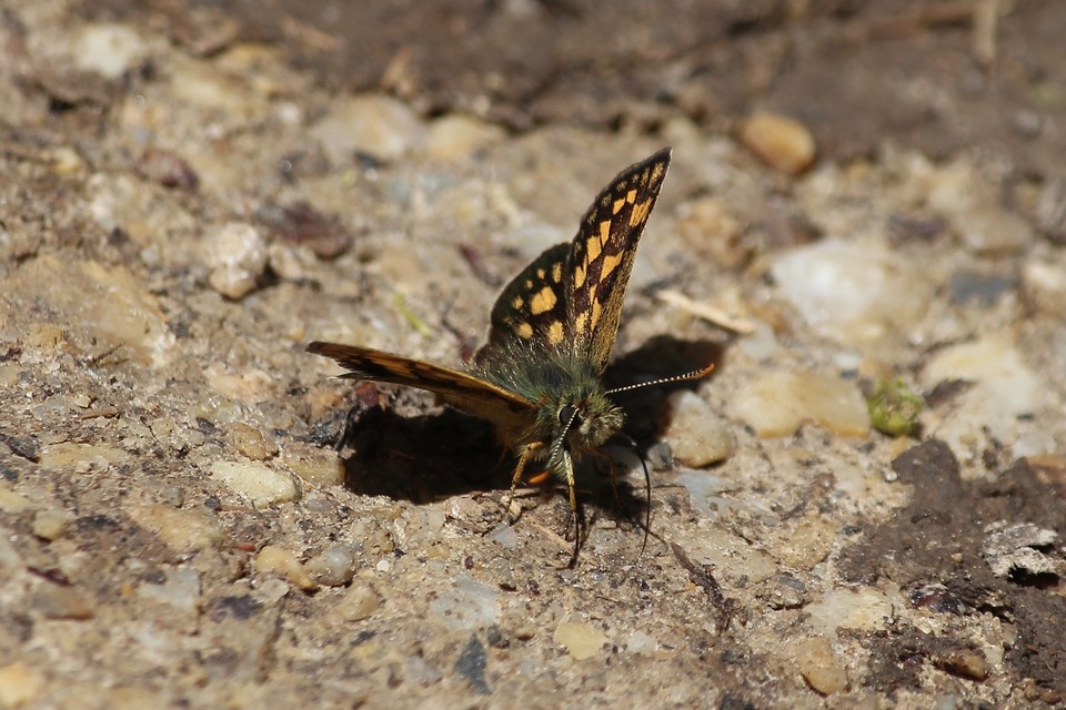 Carterocephalus palaemon - kockás busalepke