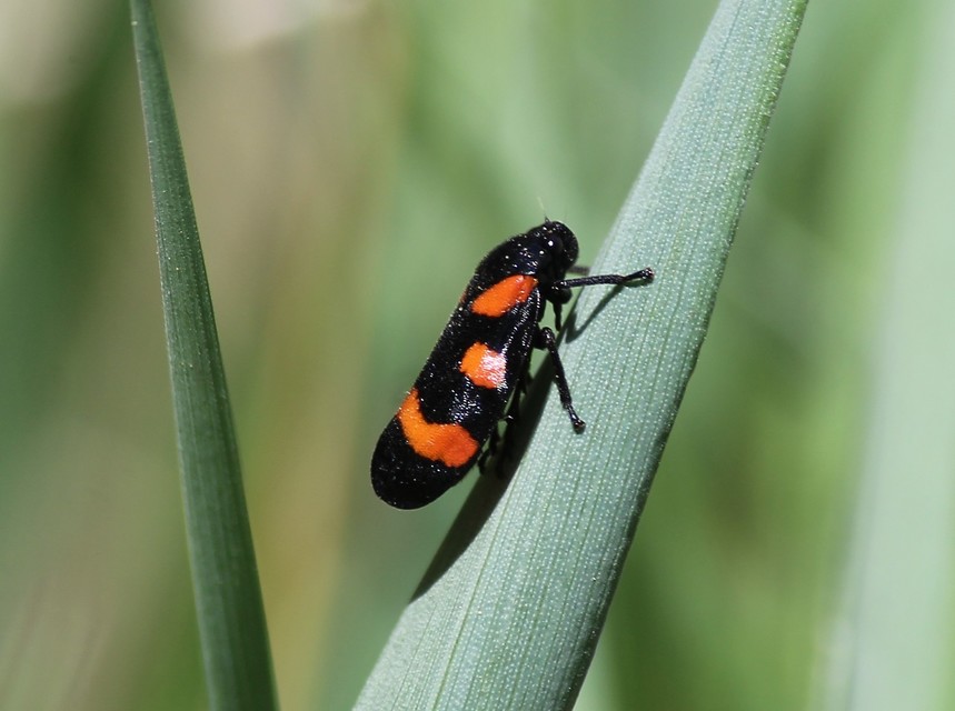 Cercopis arcuata/sanguinolenta