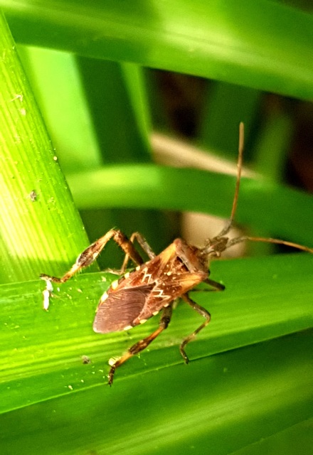 Leptoglossus occidentalis - nyugati levéllábú poloska