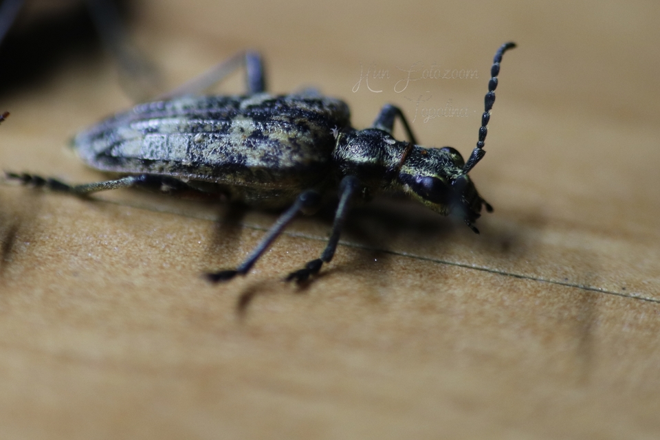 Rhagium inquisitor - fenyves-tövisescincér