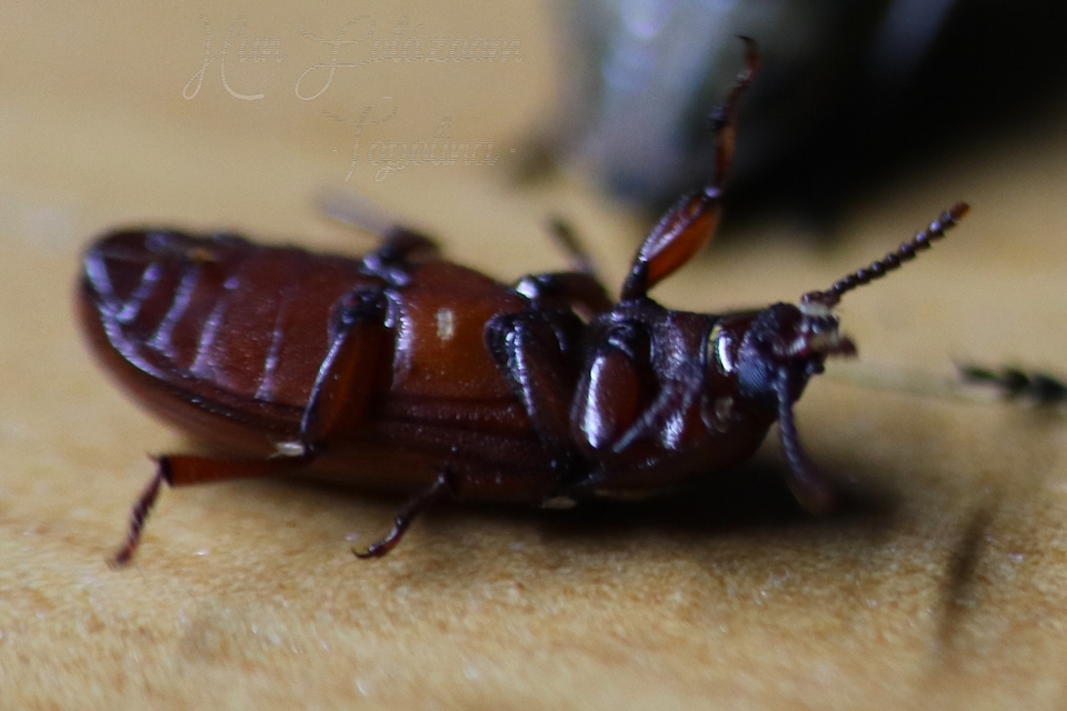 Uloma culinaris - nagy rágványbogár