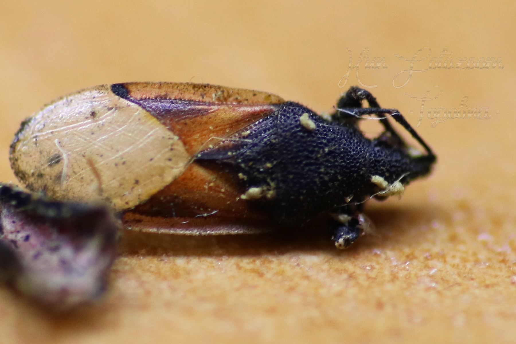 Oxycarenus lavaterae - hársbodobács