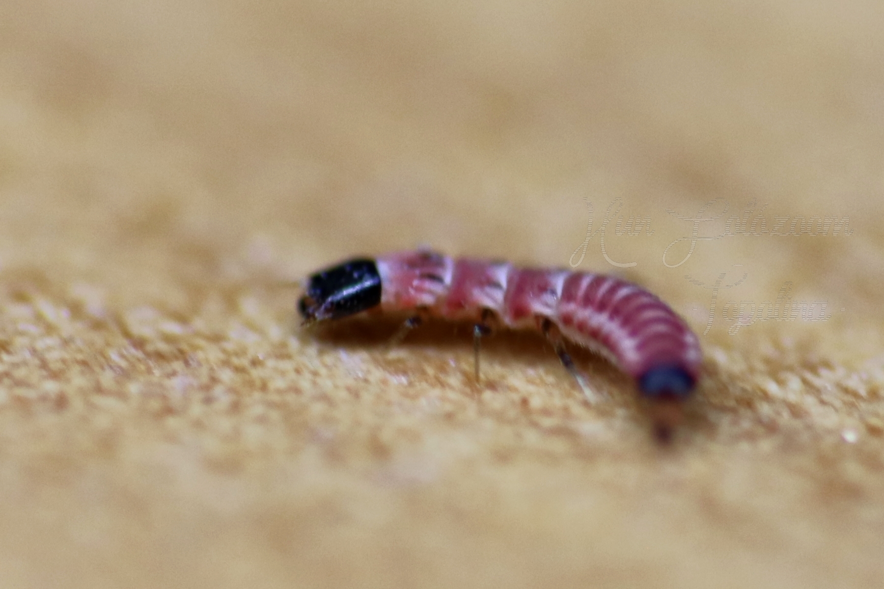 Melyridae - sziklaibogár-félék