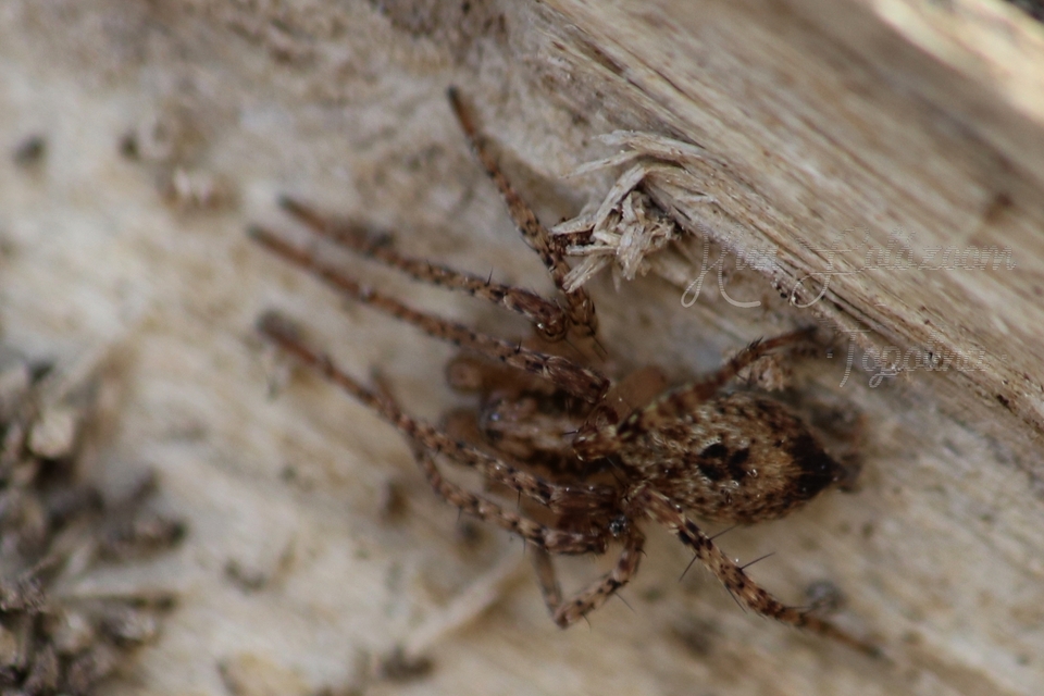 Anyphaena accentuata - jegyespók