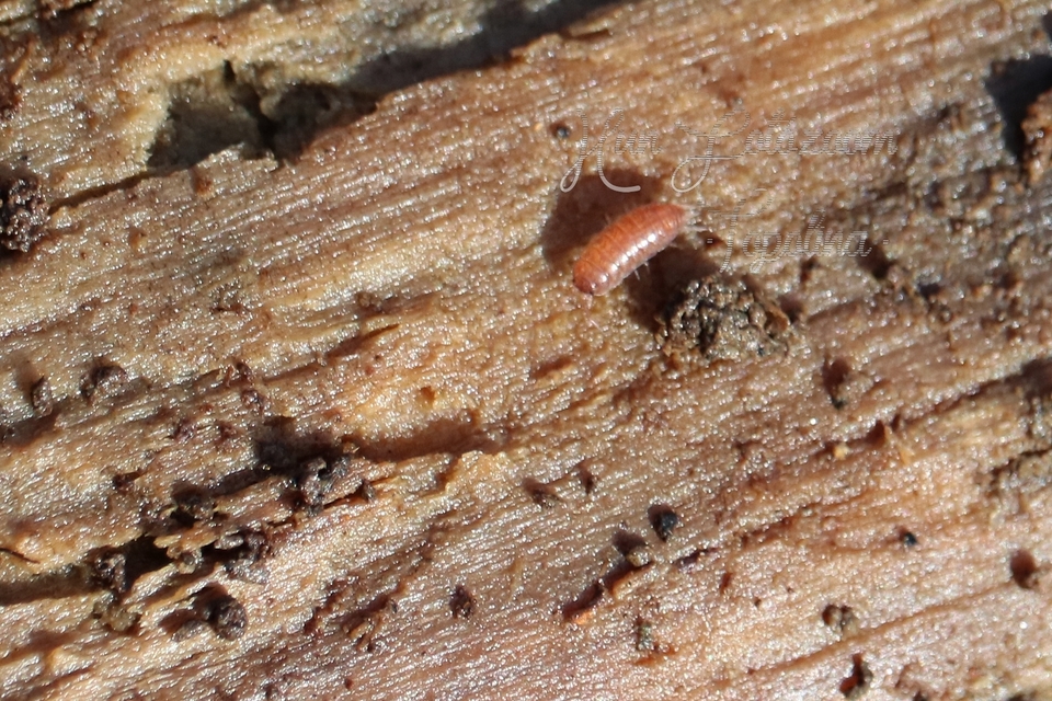 Trichoniscidae Trichoniscidae