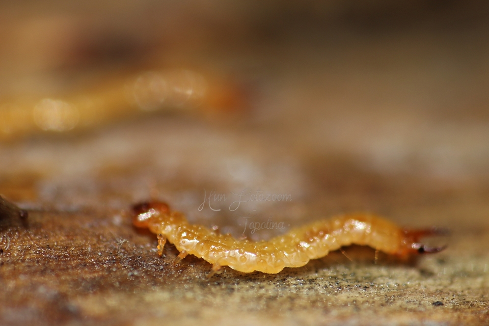 Schizotus pectinicornis - kis bíborbogár