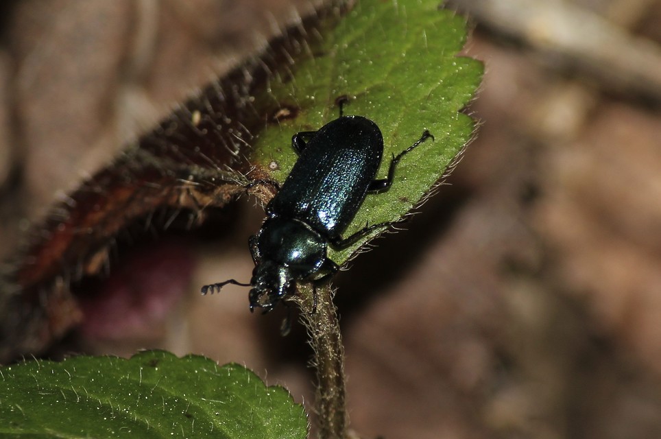 Platycerus caraboides - kis fémesszarvasbogár
