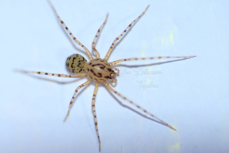 Scytodes thoracica - közönséges csupaszpók