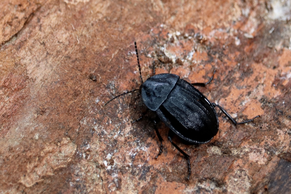 Phosphuga atrata - bordás csigarabló
