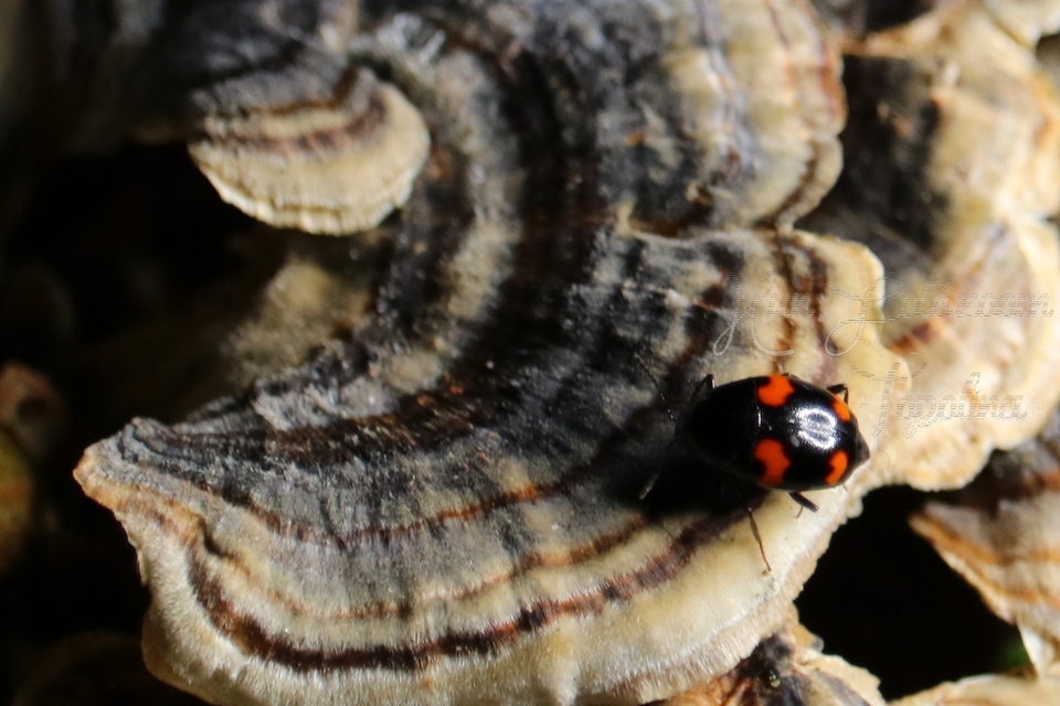 Scaphidium quadrimaculatum - négyfoltos sajkabogár
