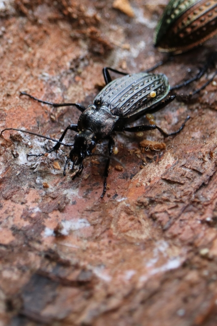 Carabus granulatus - mezei futrinka