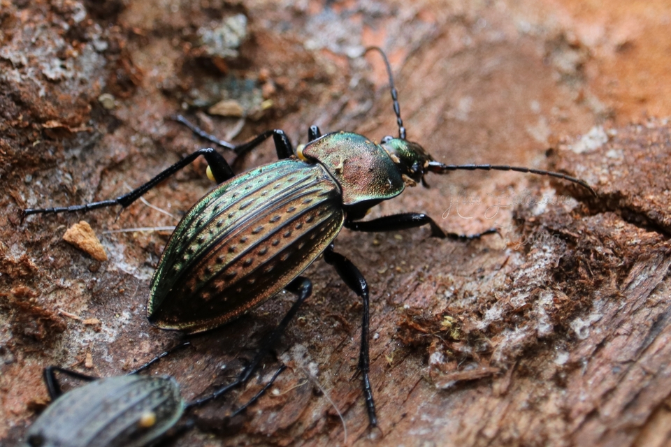 Carabus cancellatus - ragyás futrinka