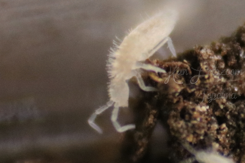 Collembola - Ugróvillások