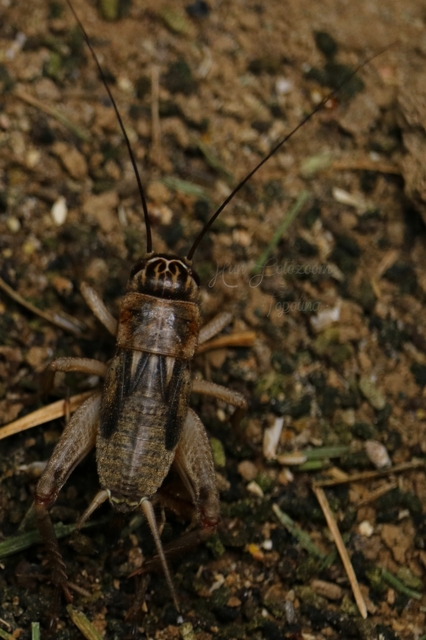 Eumodicogryllus bordigalensis - bordói tücsök