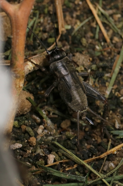 Eumodicogryllus bordigalensis - bordói tücsök