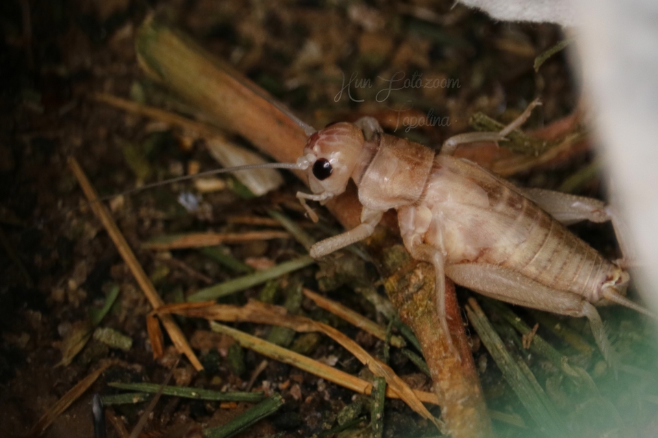 Eumodicogryllus bordigalensis - bordói tücsök