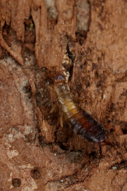 Chelidurella acanthopygia  - erdei fülbemászó