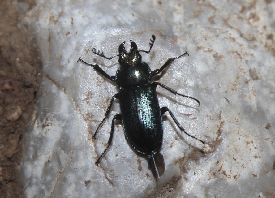 Platycerus caraboides - kis fémesszarvasbogár