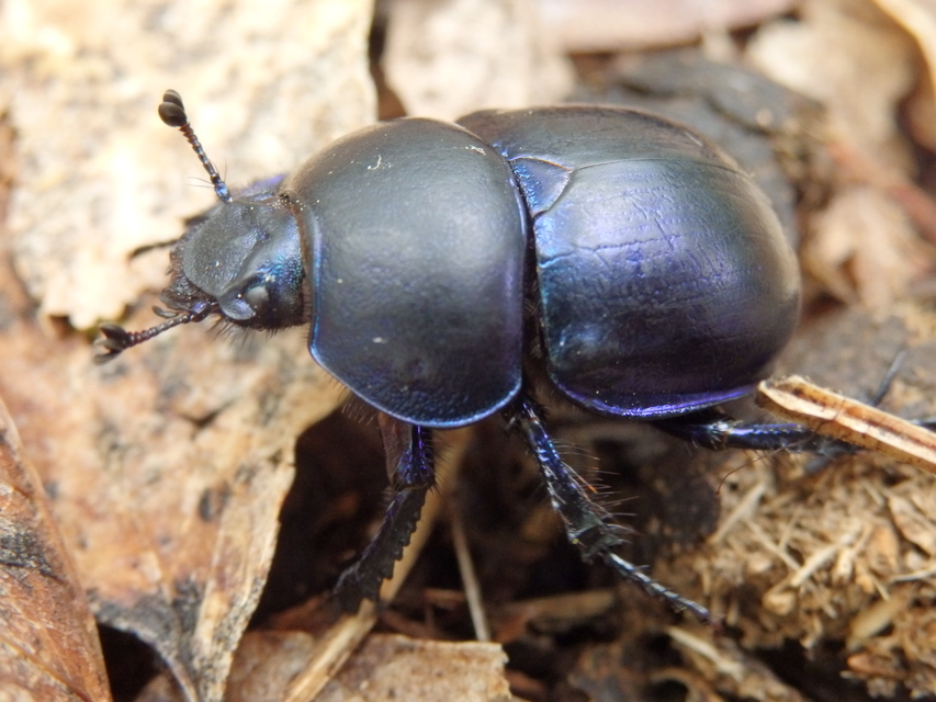 Trypocopris vernalis - tavaszi álganéjtúró