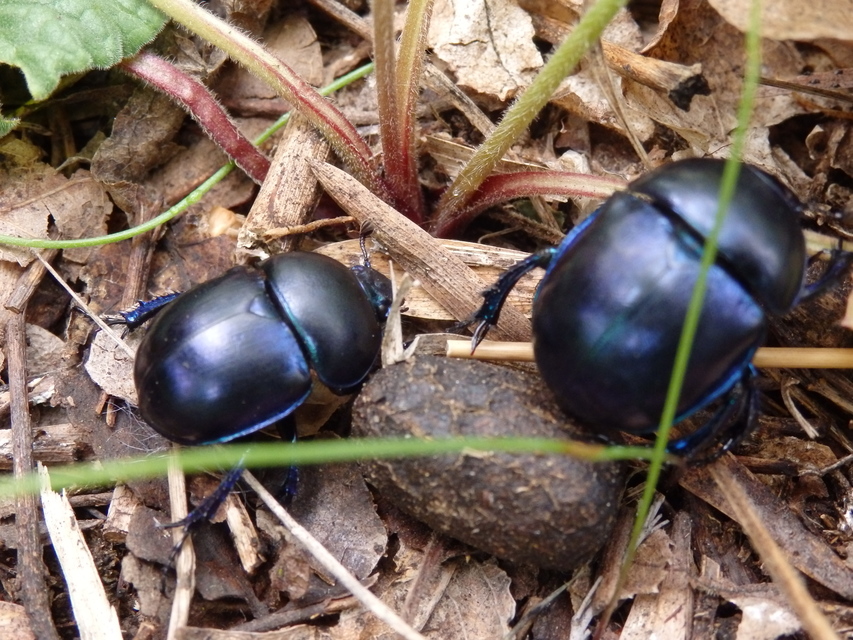 Trypocopris vernalis - tavaszi álganéjtúró