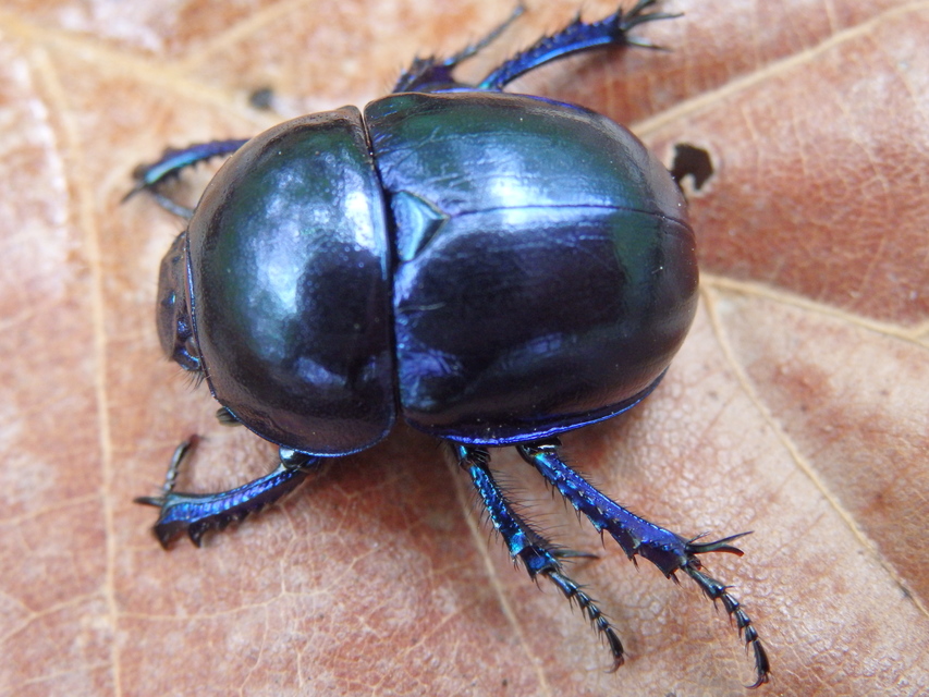 Trypocopris vernalis - tavaszi álganéjtúró