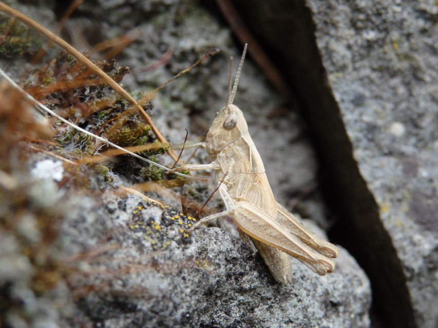 Chorthippus (Glyptobothrus) (subgenus)