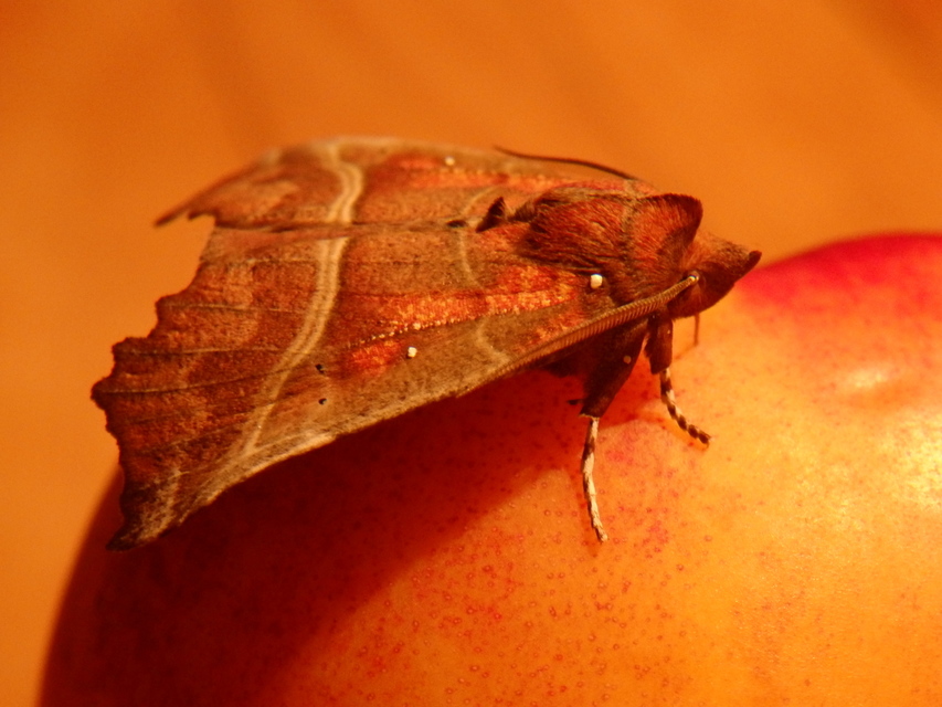 Scoliopteryx libatrix - vörös csipkésbagoly