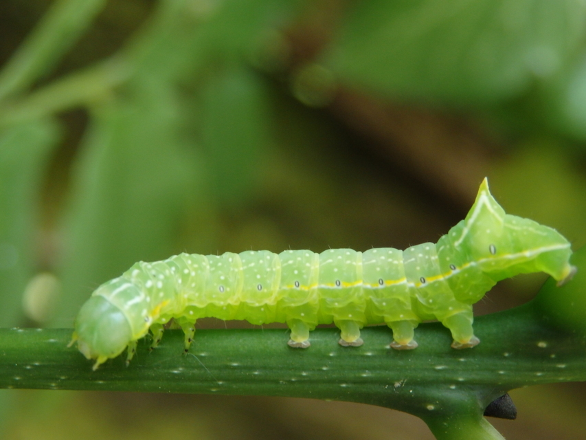 Amphipyra pyramidea - fahéjszínű bagoly