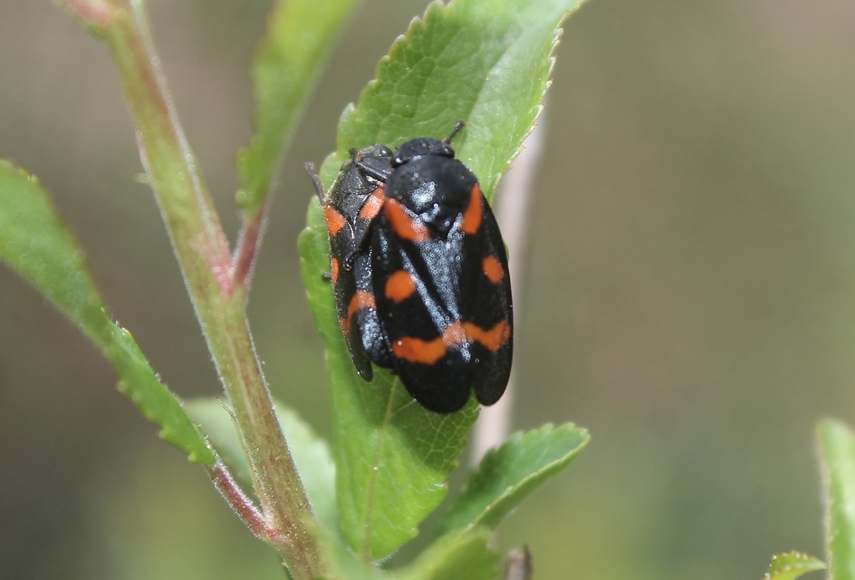 Cercopis arcuata/sanguinolenta