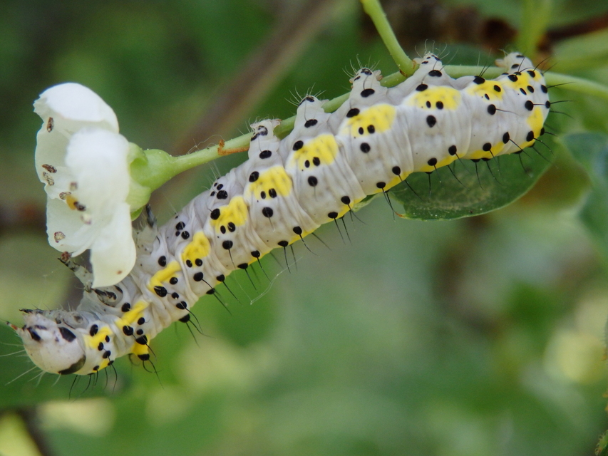 Diloba caeruleocephala - őszi kékesbagoly