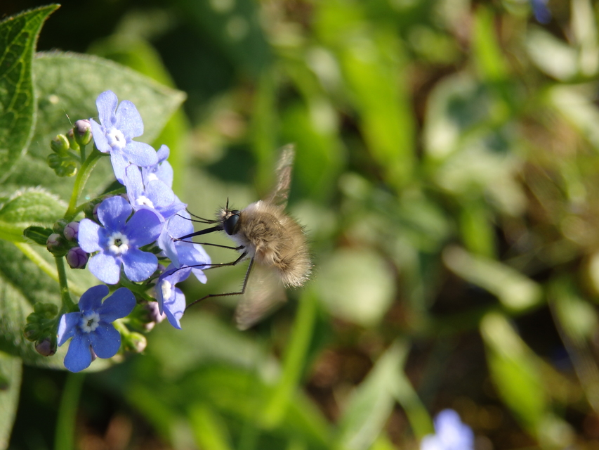Bombylius cinerascens