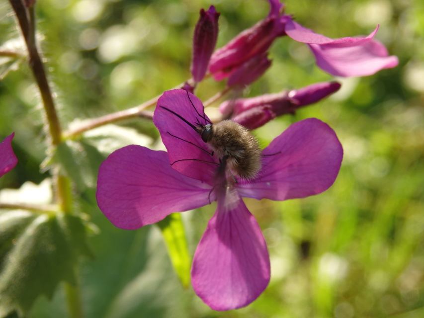 Bombylius
